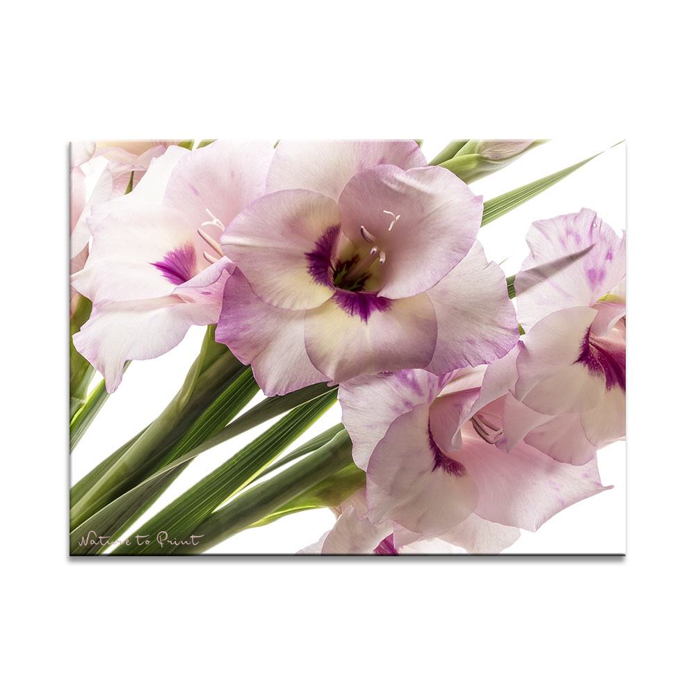 Prachtvolle Gladiolen  Blumenbild auf Leinwand, Kunstdruck, Acrylglas, Alu, Kissen