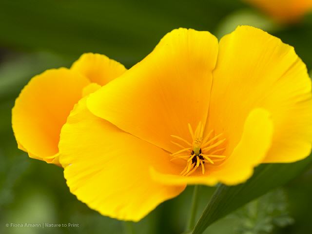 Blumenbild Californian Poppy