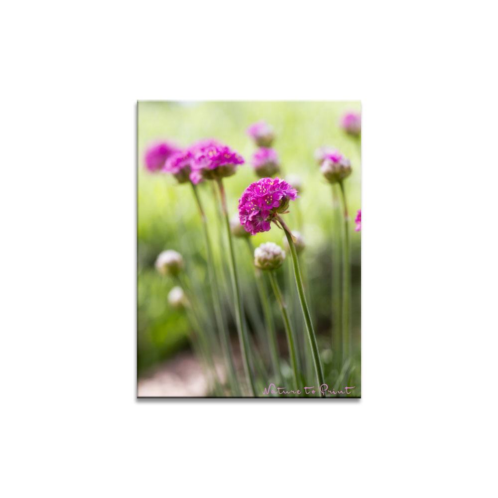 Im Grasnelkenwald  Blumenbild auf Leinwand, Kunstdruck, Acrylglas, Alu, Kissen
