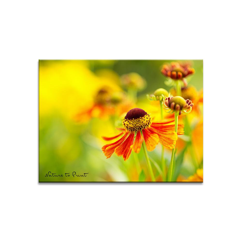 Goldener Herbst mit Sonnenbraut Blumenbild auf Leinwand, Kunstdruck, Acrylglas, Alu, Kissen