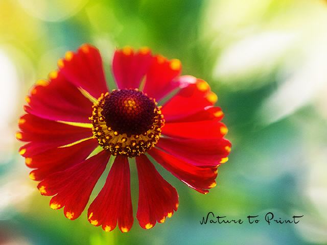 Blumenbild Solo für eine rote Sonnenbraut