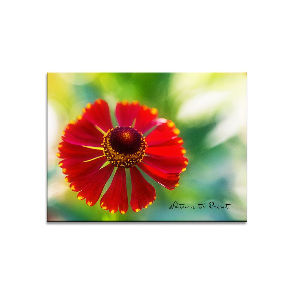 Solo für eine rote Sonnenbraut  | Blumenbild auf Leinwand, Kunstdruck, FineArt, Acrylglas, Alu, Kissen