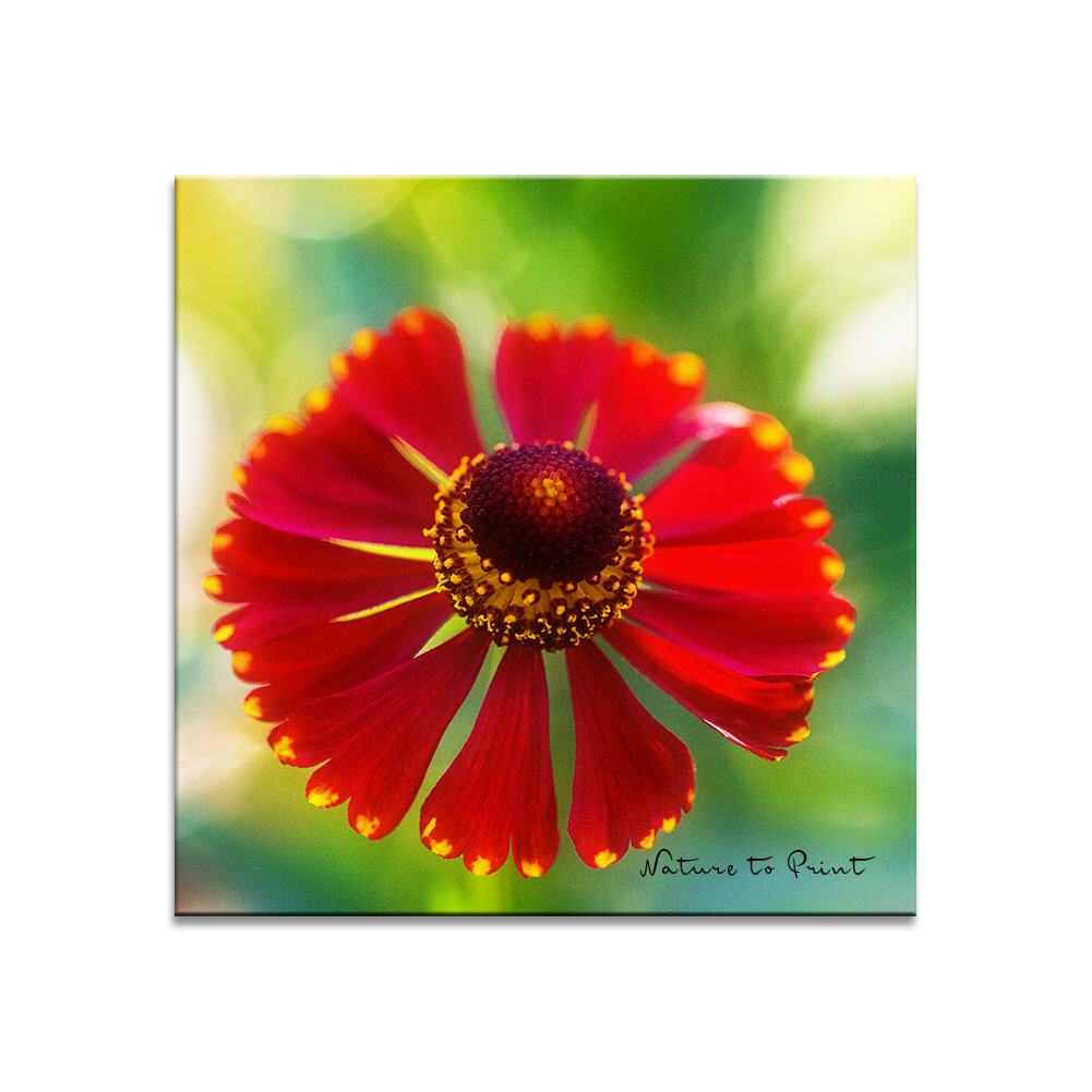 Solo der roten Sonnenbraut | Quadratisches Blumenbild auf Leinwand