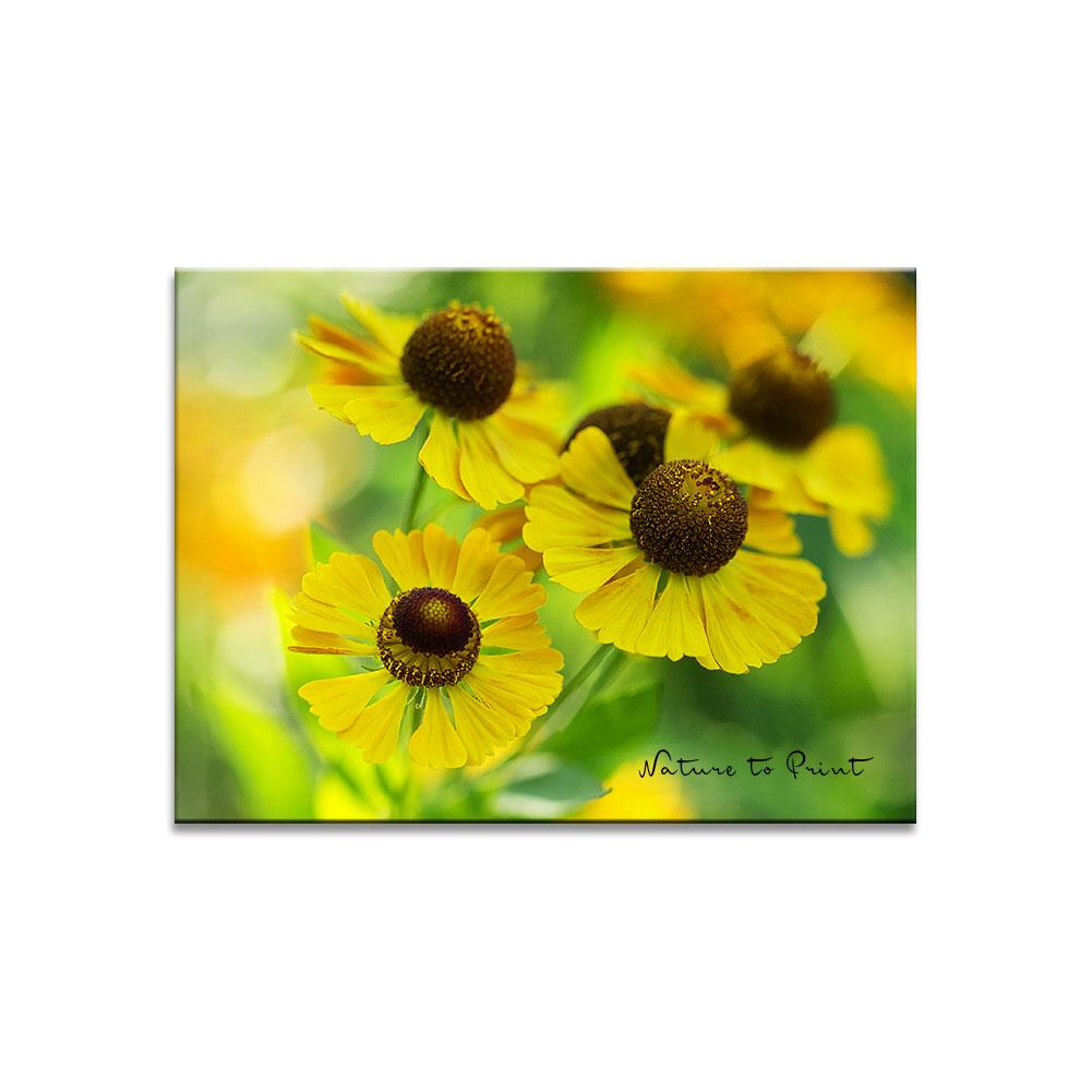 Tanz der Sonnenbräut  Blumenbild auf Leinwand, Kunstdruck, Acrylglas, Alu, Kissen