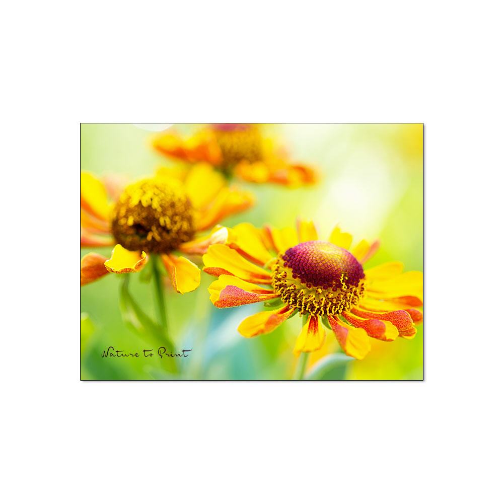 Morgenstunde mit golderner Sonnenbraut Blumenbild auf Leinwand, Kunstdruck, Acrylglas, Alu, Kissen