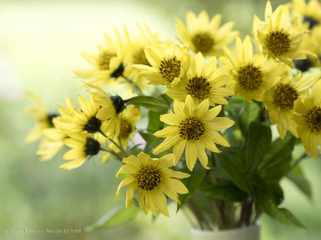Kleine Sonnenblumen in der Vase