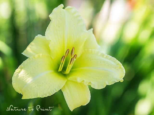 Blumenbild Lieblings-Taglilie im funkelnden Licht