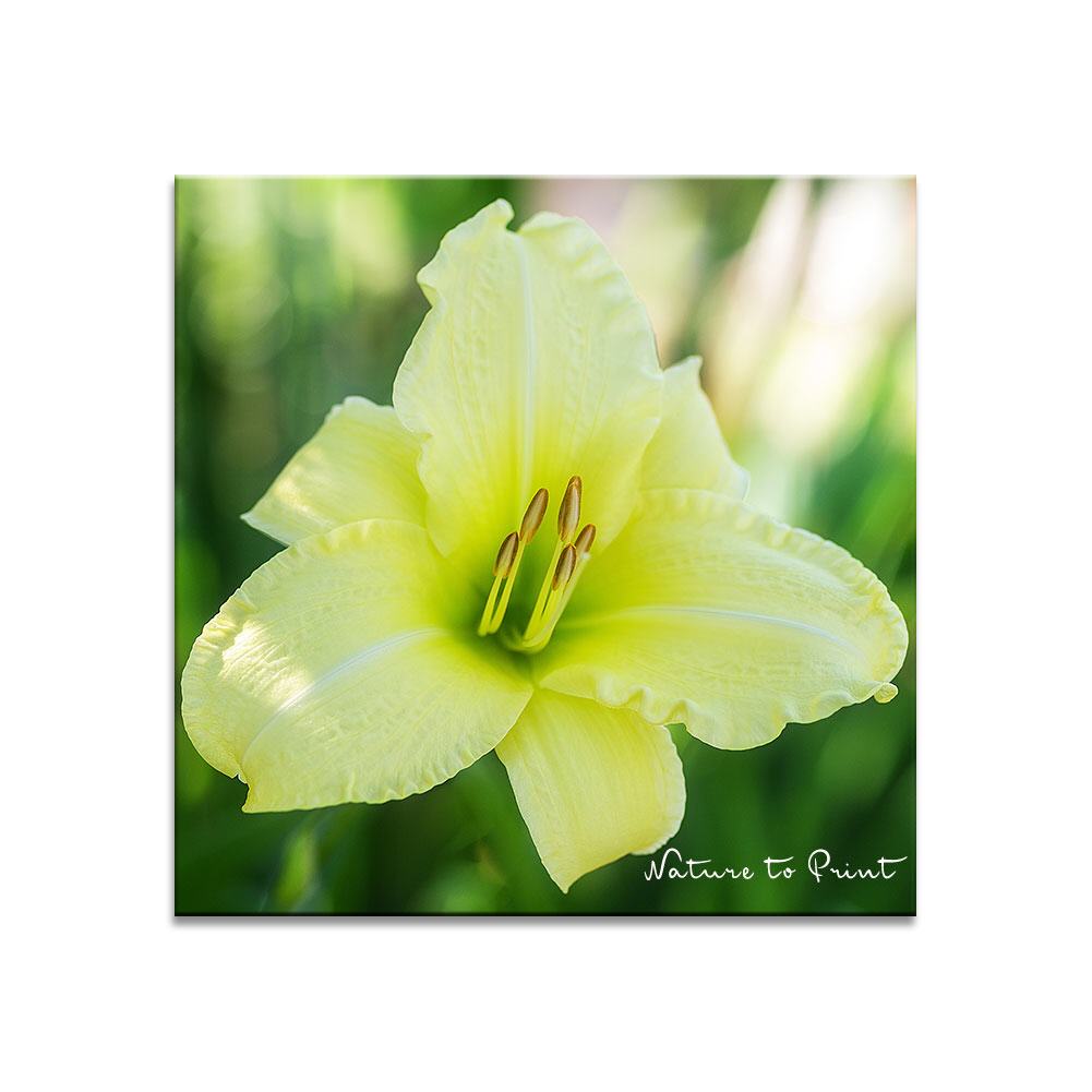 Zitronengelbe Taglilie | Quadratisches Blumenbild auf Leinwand