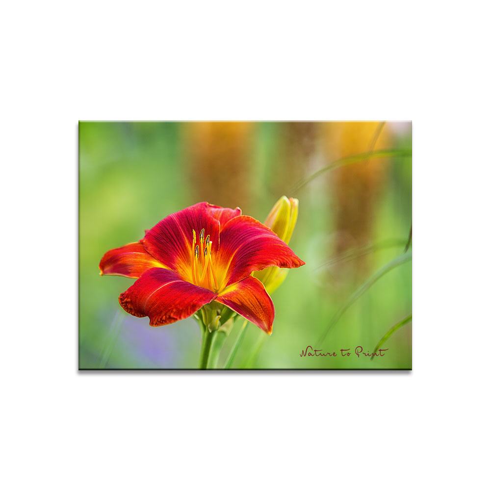 Blüten-Feuerwerk im Garten  | Blumenbild auf Leinwand, Kunstdruck, FineArt, Acrylglas, Alu, Fototapete, Kissen