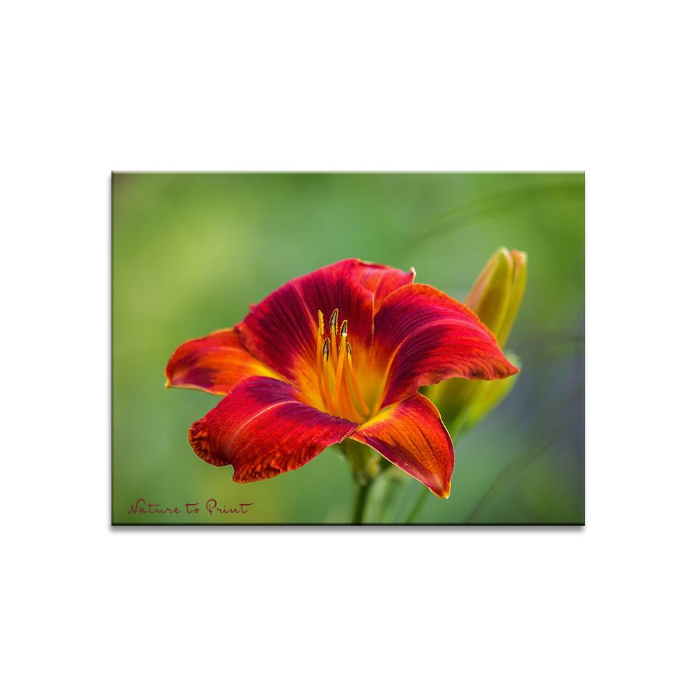 Feurige Taglilie  | Blumenbild auf Leinwand, Kunstdruck, FineArt, Acrylglas, Alu, Fototapete, Kissen