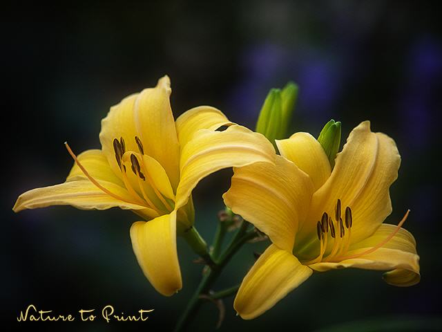 Blumenbild Goldene Blüten im Schatten