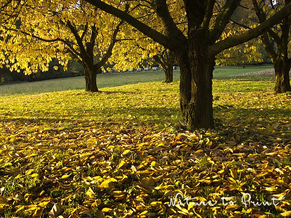 Landschaftsbild Herbstzauber im Kirschgarten