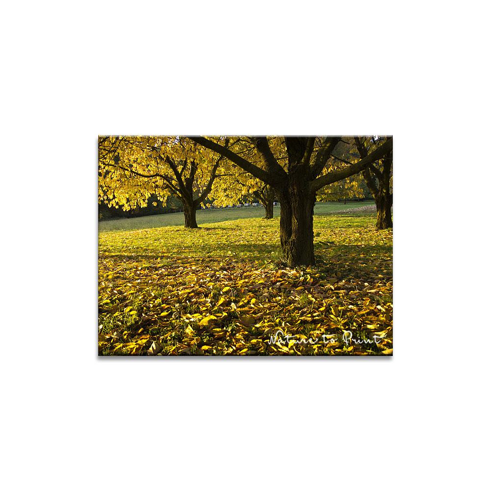 Herbstzauber im Kirschgarten | Landschaftbild auf Leinwand, Kunstdruck, FineArt, Acrylglas, Alu-Dibond, Fototapete