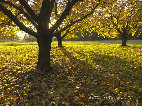 Landschaftsbild Goldener Herbst im Kirschgarten