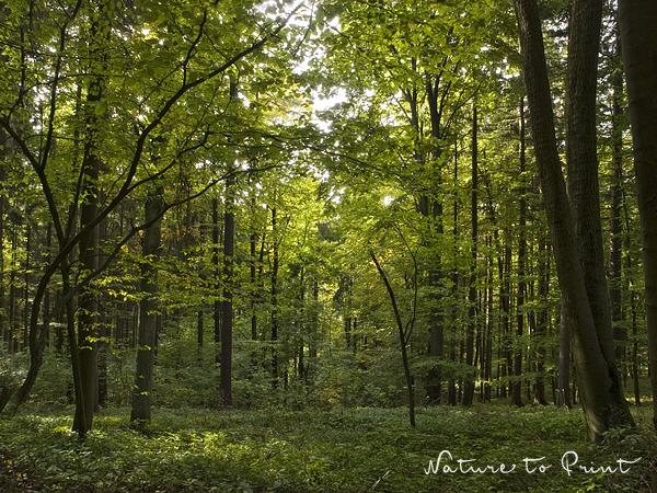 Landschaftsbild: Zauberhafter Herbstwald