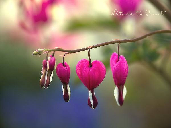 Blumenbild Drei Herzen im Wind