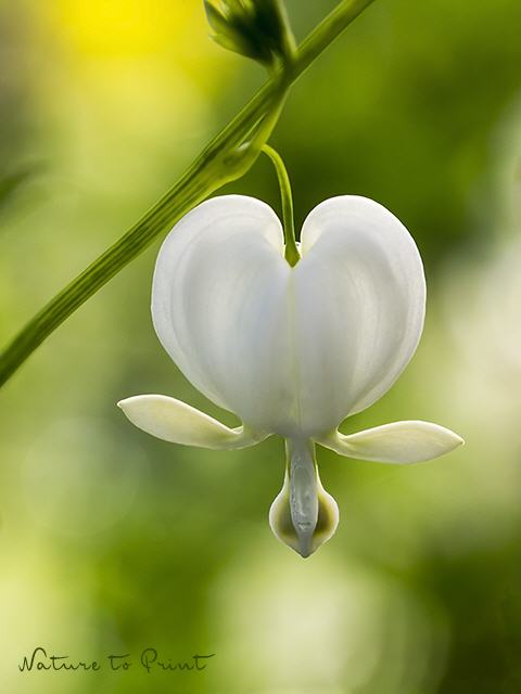 Blumenbild Koreas weißes Herz