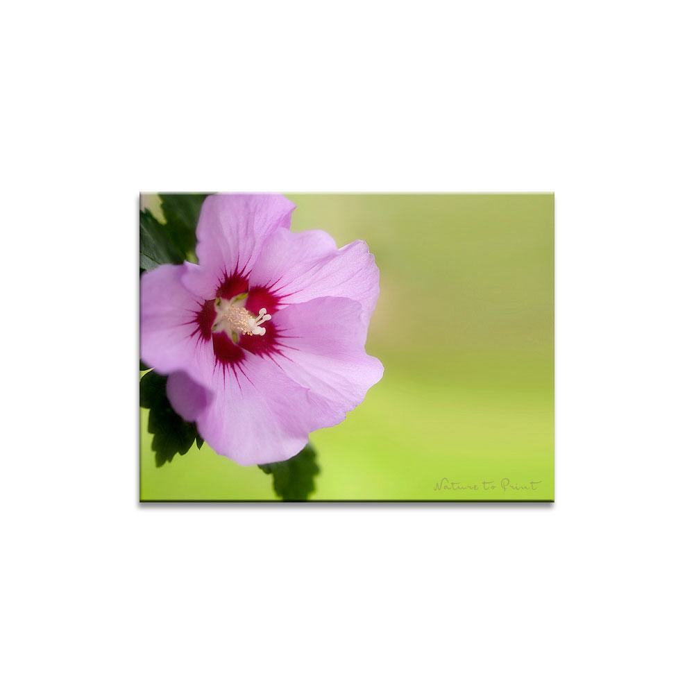 Pinker Roseneibisch Blumenbild auf Leinwand, Kunstdruck, FineArt, Acrylglas, Alu, Fototapete, Kissen