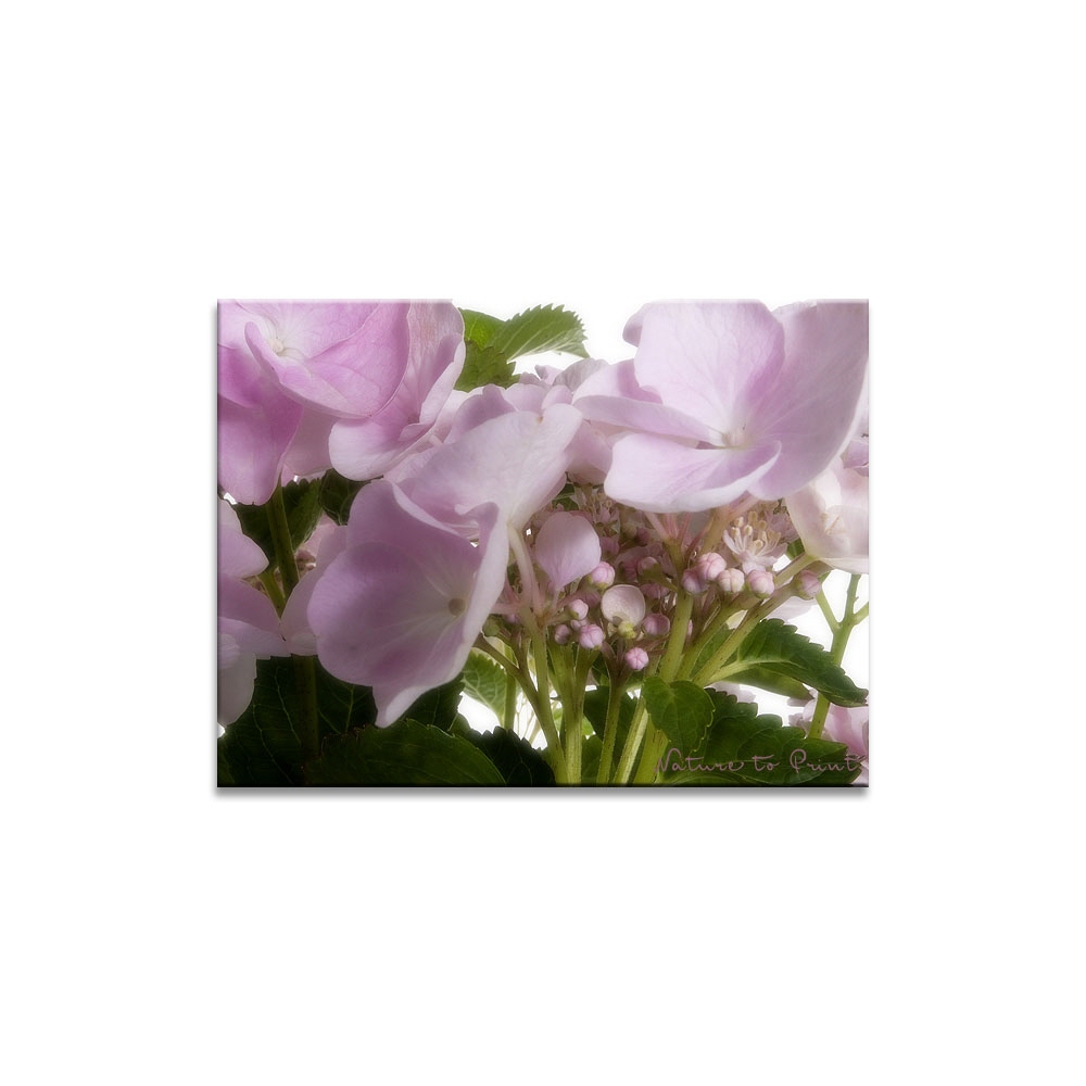 Blumenbild Appartes Blütenspiel einer Hortensie