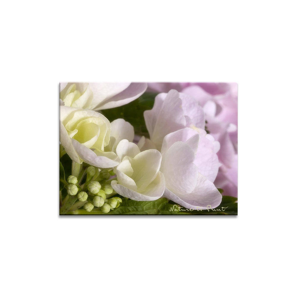Blumenbild Zartrosa Hortensie, in aller Unschuld