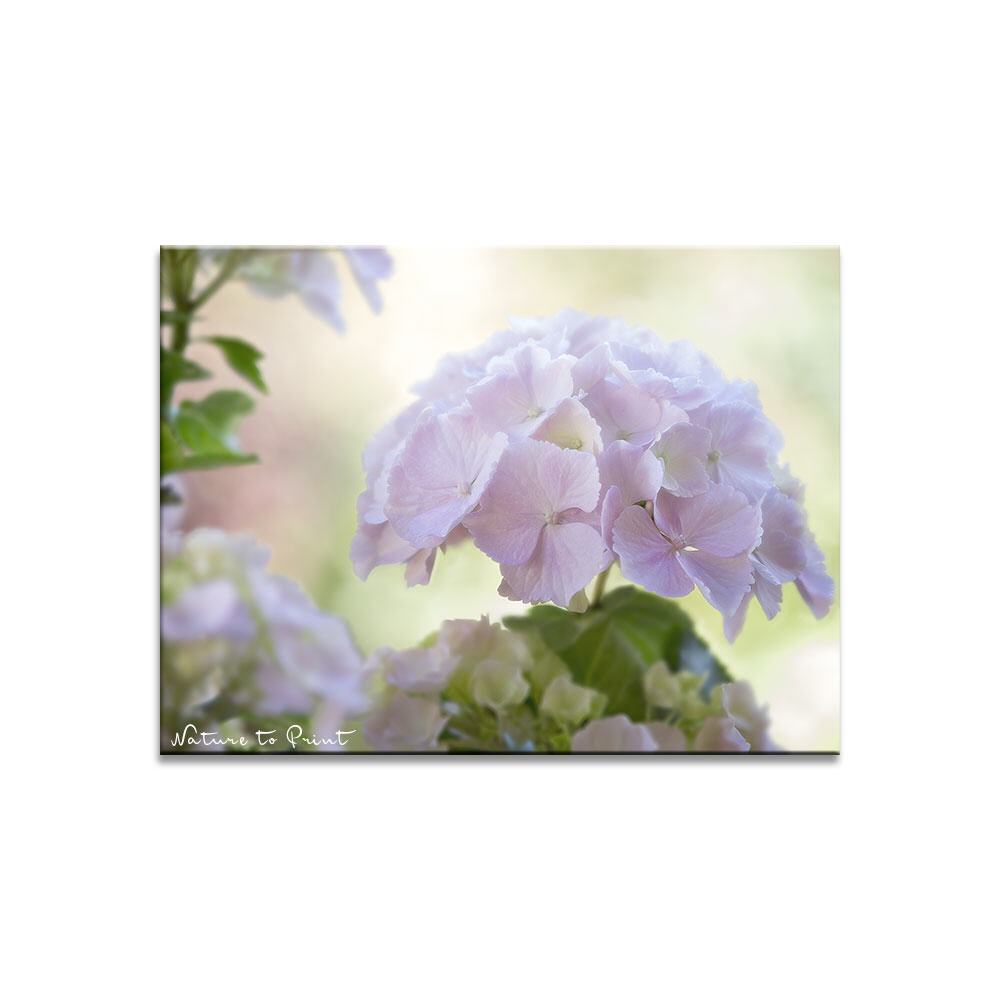 Blumenbild Hortensie in Pastell