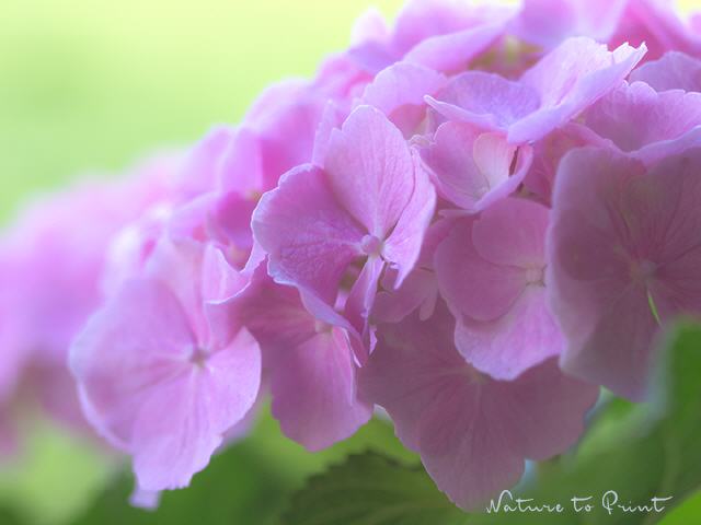 Blumenbild Hortensie Pink Dream