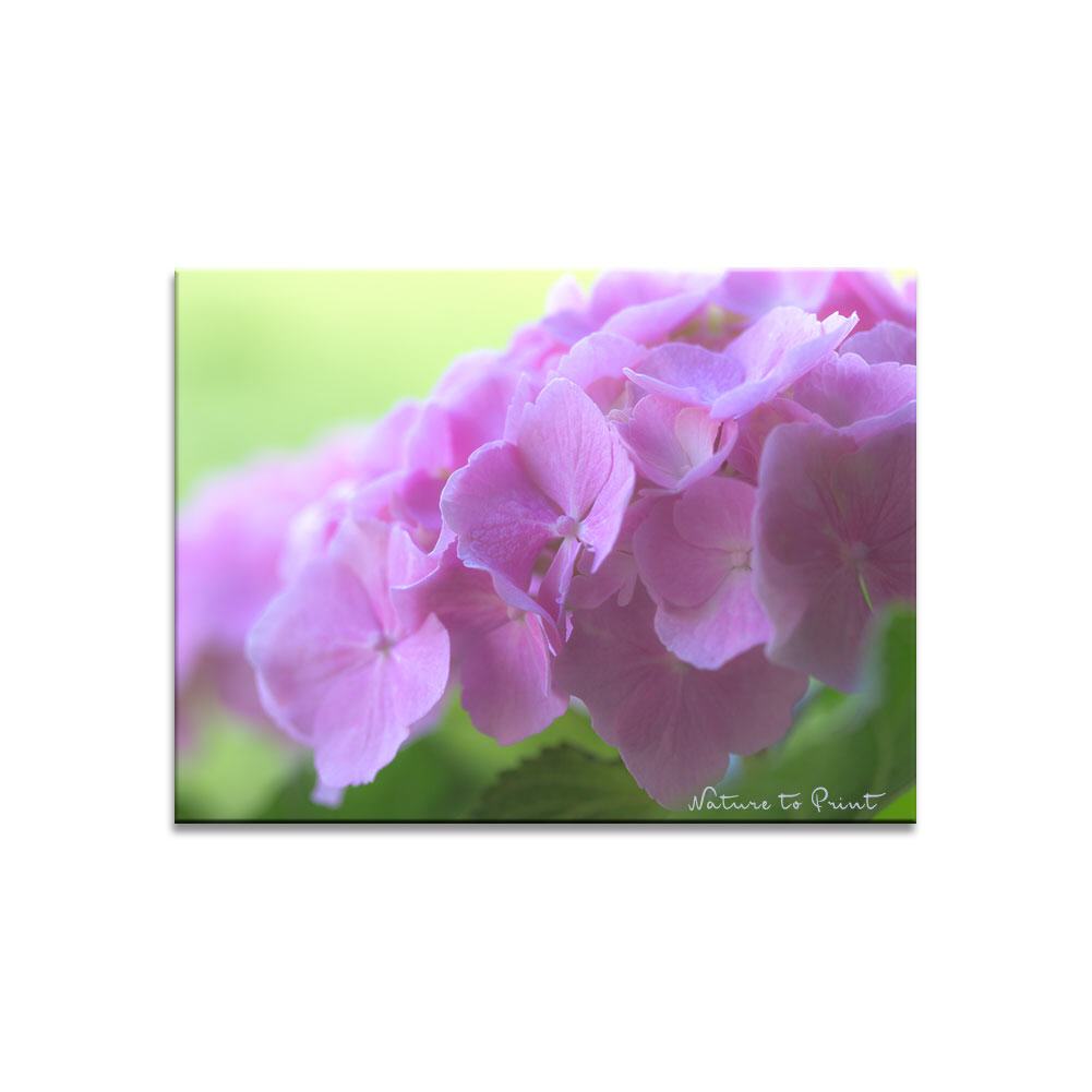 Hortensie Pink Dream Blumenbild auf Leinwand, Kunstdruck, Acrylglas, Alu, Kissen