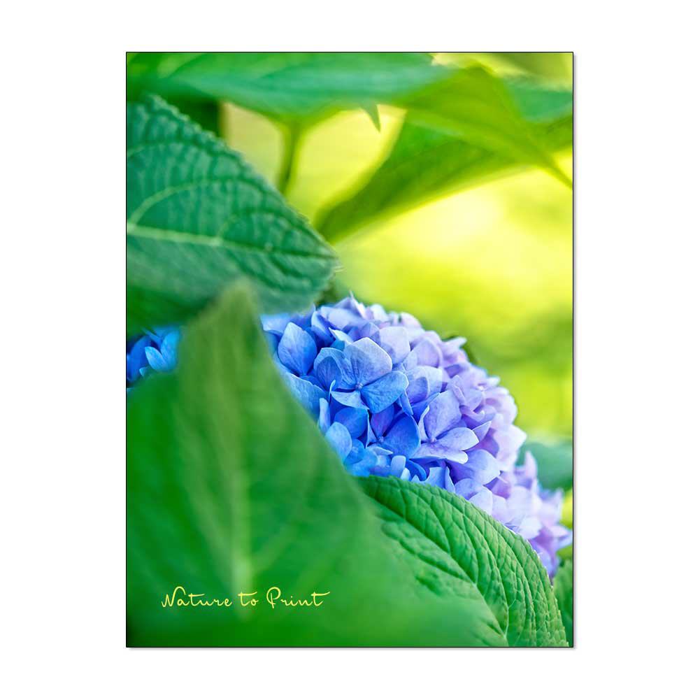 Blue Surprise | Blumenbild auf Leinwand, Kunstdruck, FineArt, Acrylglas, Alu, Fototapete, Kissen