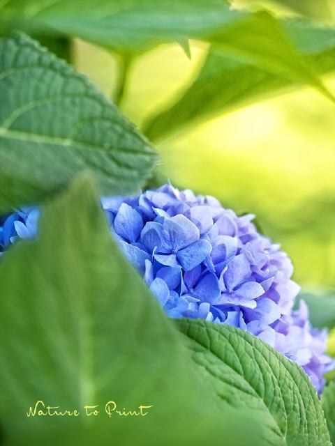 Blumenbild Blue Surprise