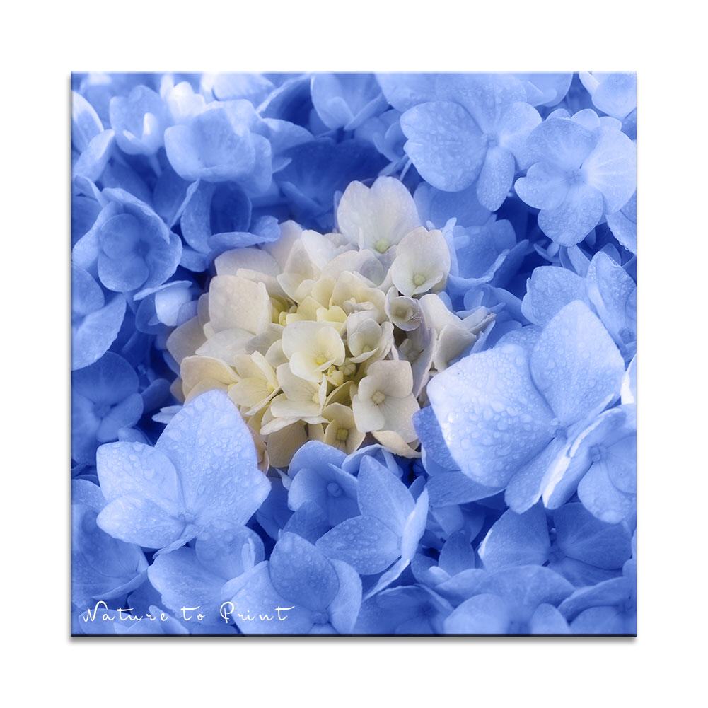 Blaue Hortensie | Quadratisches Blumenbild auf Leinwand