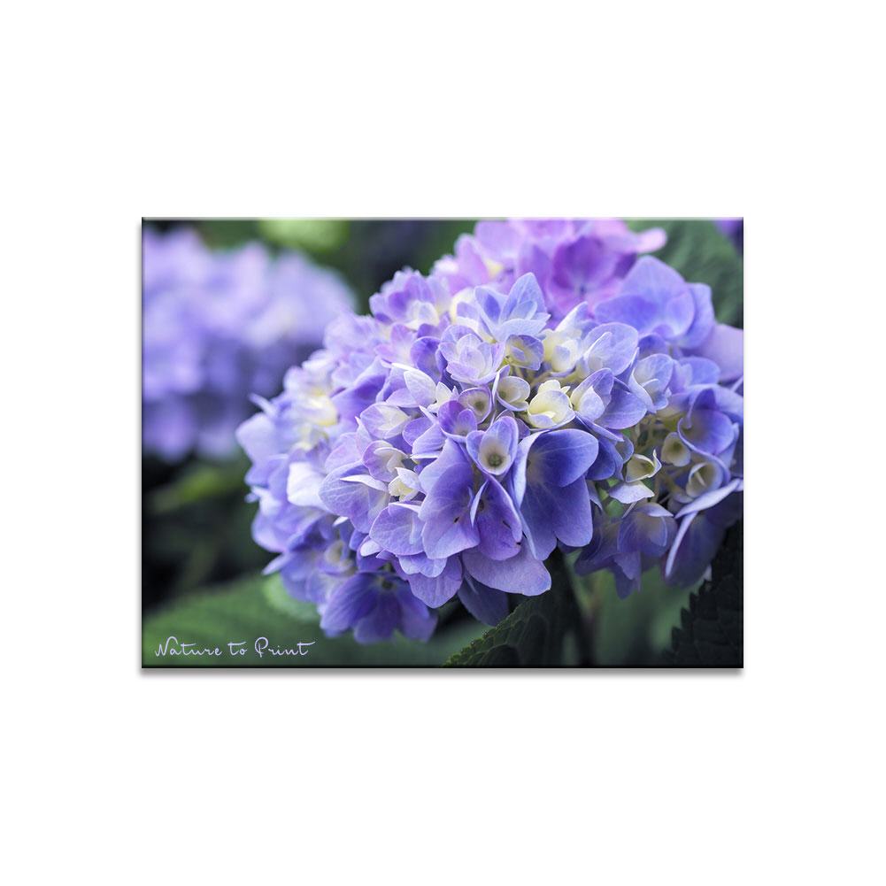 Blumenbild Blue Dreams