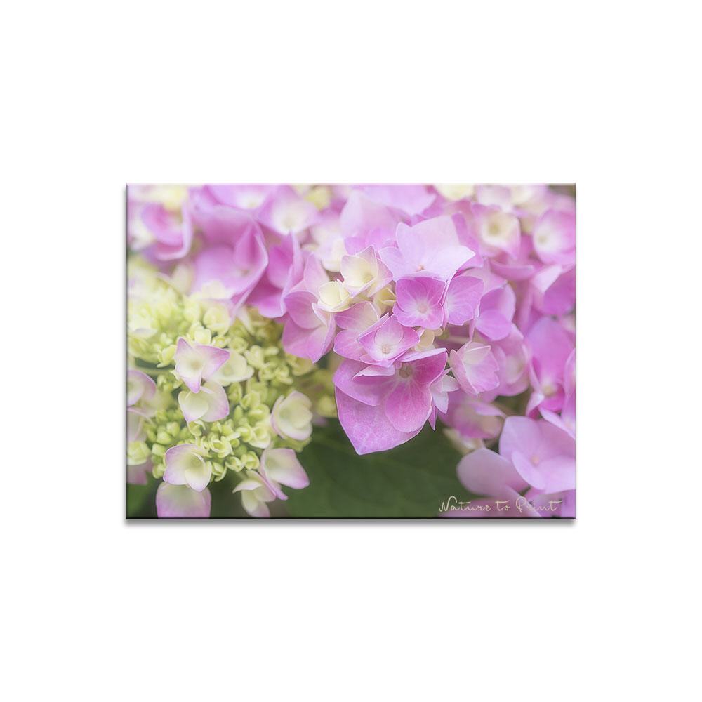 Meine Hortensien-Liebe Blumenbild auf Leinwand, Kunstdruck, Acrylglas, Alu, Kissen