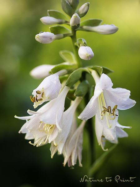 Blumenbild Weiße Herzlilie im Schattengarten