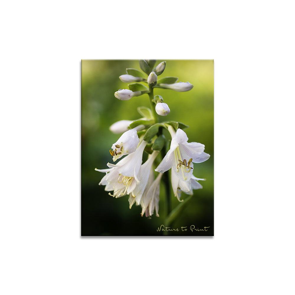 Weiße Herzlilie im Schattengarten Blumenbild auf Leinwand, Kunstdruck, Acrylglas, Alu, Kissen