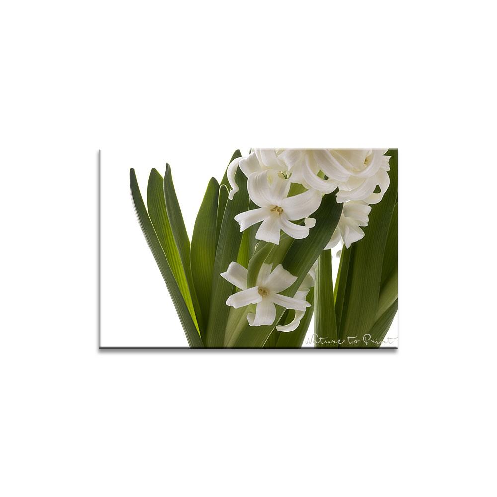Erste Frühlingsboten | Blumenbild auf Leinwand, Kunstdruck, FineArt, Acrylglas, Alu, Fototapete, Kissen