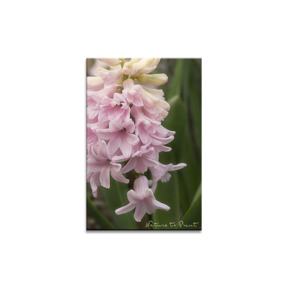 Blumenbild: Mein rosaroter Traum vom Frühling