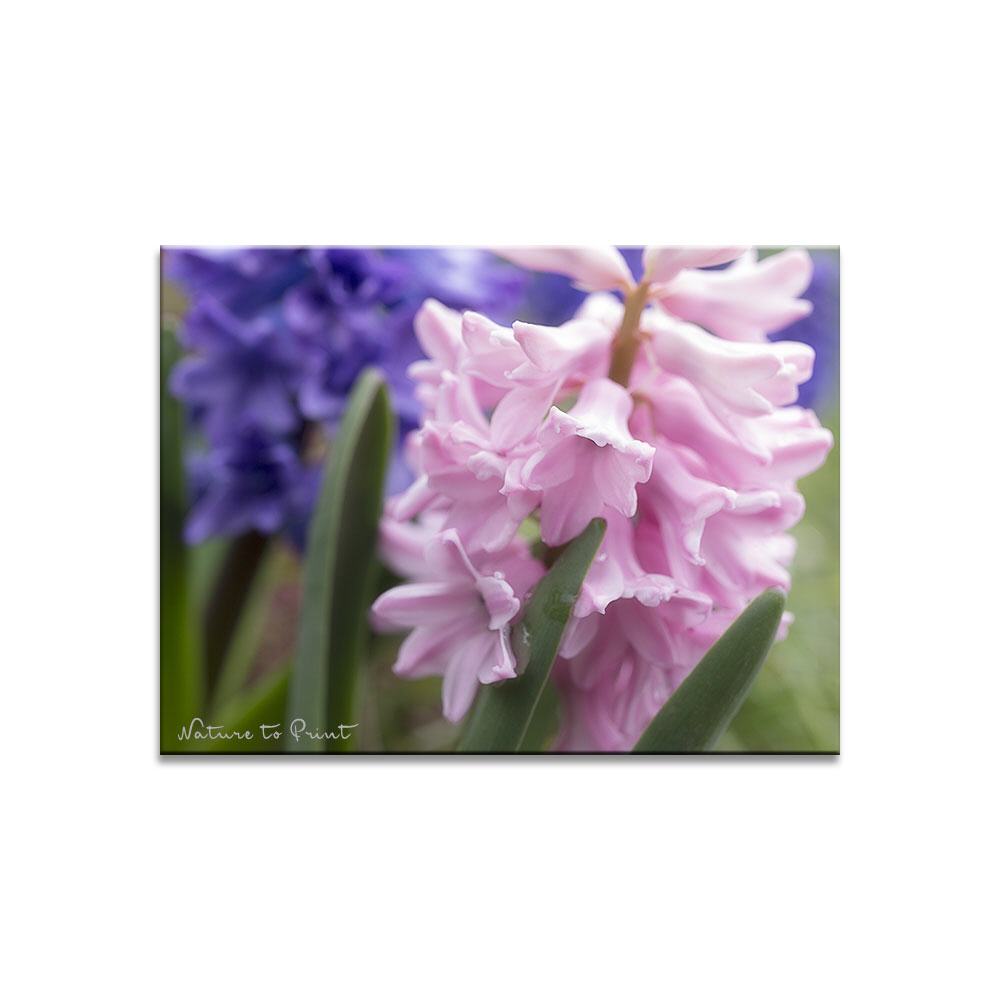 Romantische Hyazinthe | Blumenbild auf Leinwand, Kunstdruck, FineArt, Acrylglas, Alu, Fototapete, Kissen