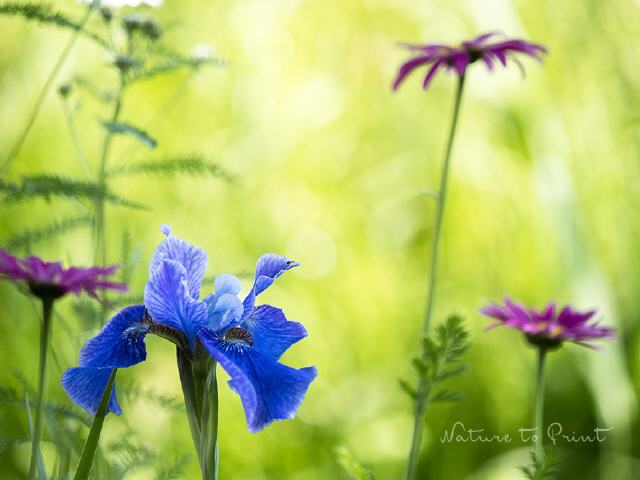 Blumenbild Iris in hübscher Begleitung