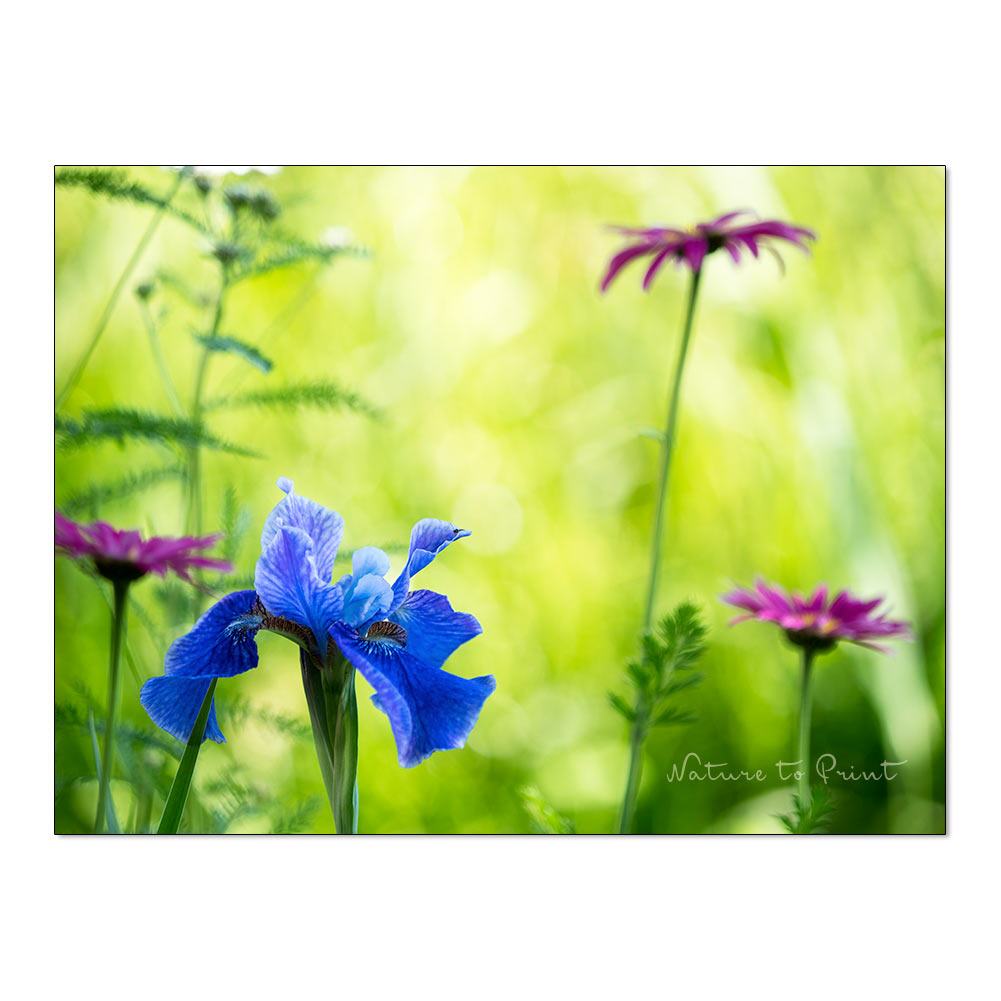 Iris in hübscher Begleitung Blumenbild auf Leinwand, Kunstdruck oder FineArt
