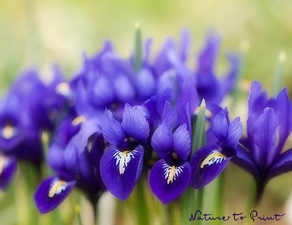 Blumenbild Frühling lässt sein blaues Band