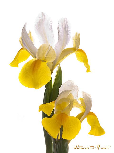 Blumenbild Goldene Iris, freigestellt