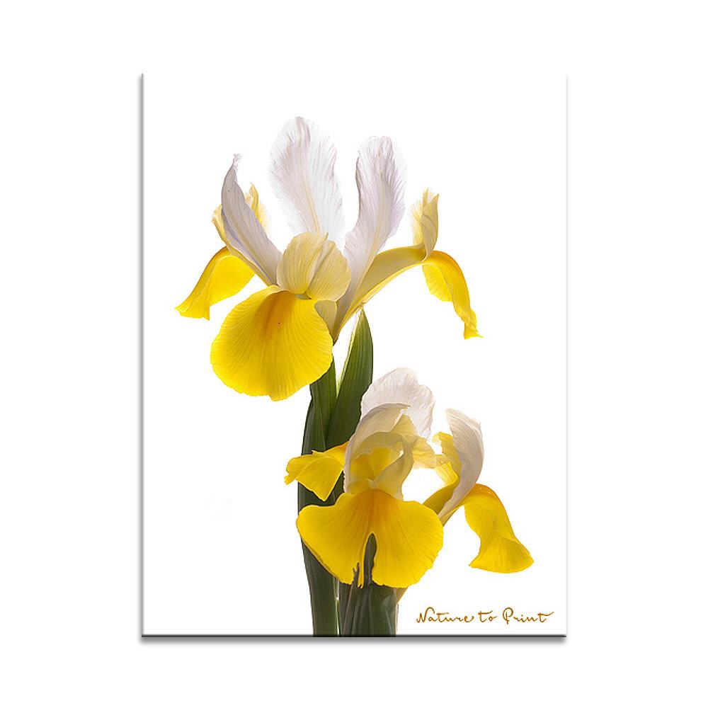 Goldene Iris, freigestellt  Blumenbild auf Leinwand, Kunstdruck oder FineArt