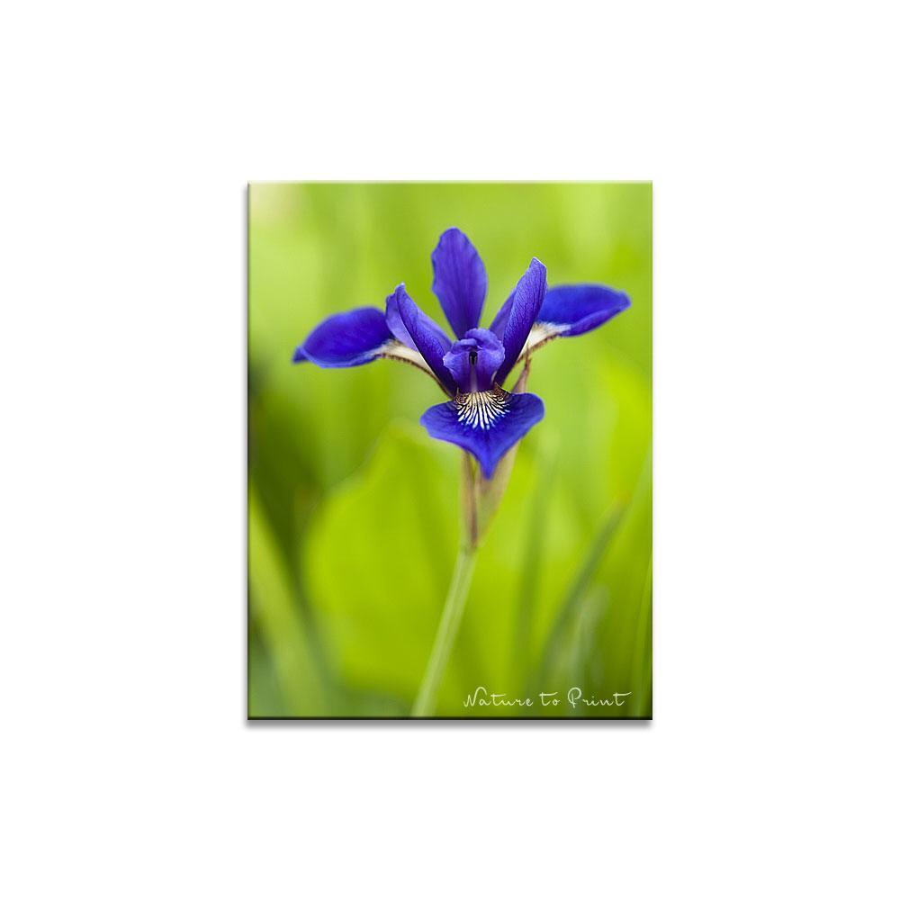 Die Schöne am Teich | Blumenbild Iris auf Leinwand, Kunstdruck, FineArt, Acrylglas, Alu-Dibond, Blumenkissen, Fototapete