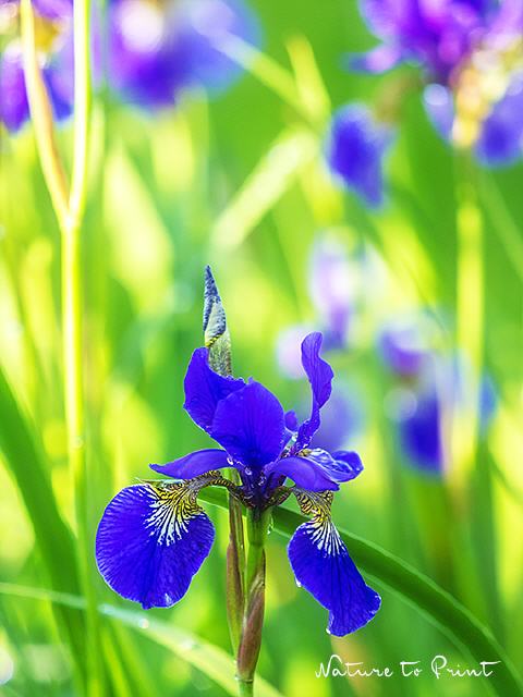 Blumenbild Blaue Iris im Sonnenflitter