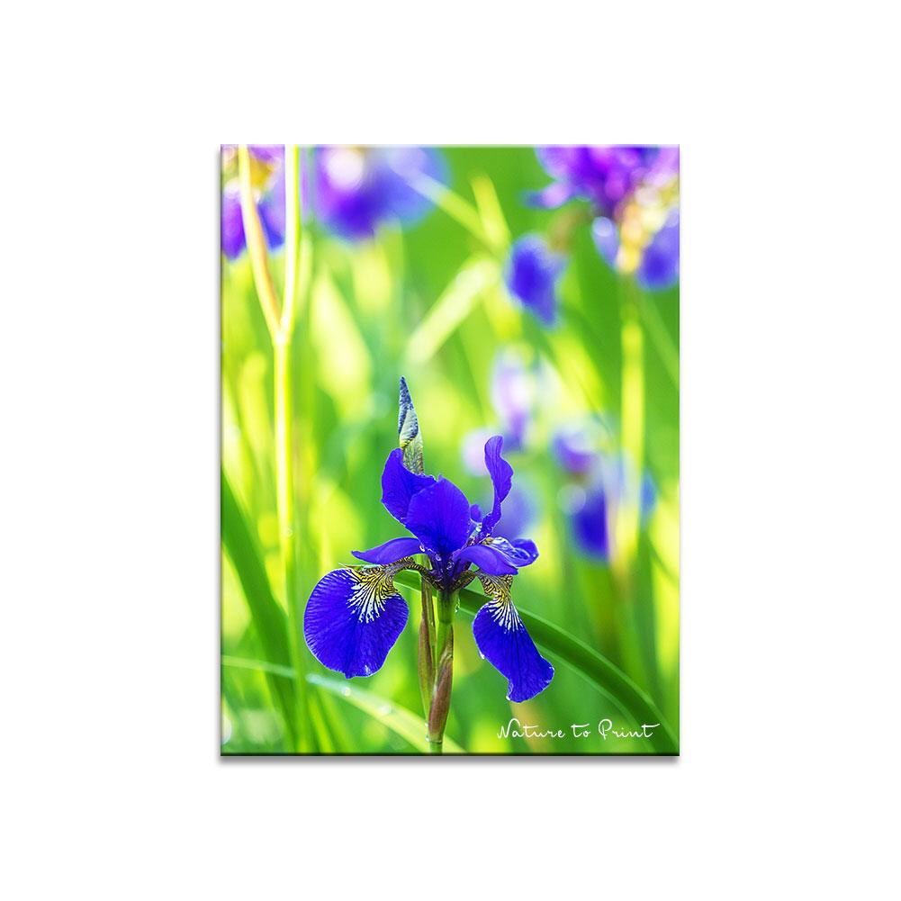Iris im Sonnenflitter  Blumenbild auf Leinwand, Kunstdruck oder FineArt