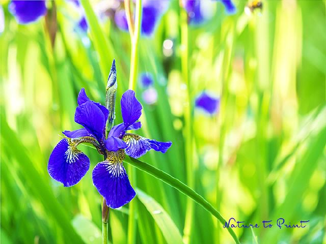 Blumenbild Iris im flirrenden Licht
