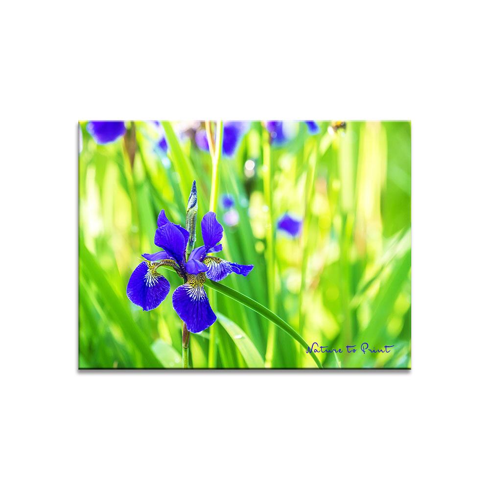 Iris im flirrendem Licht  Blumenbild auf Leinwand, Kunstdruck oder FineArt