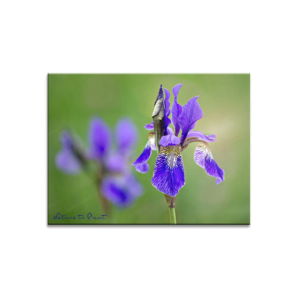 Sibirische Iris  | Blumenbild auf Leinwand, Kunstdruck, FineArt, Acrylglas, Alu, Fototapete, Kissen