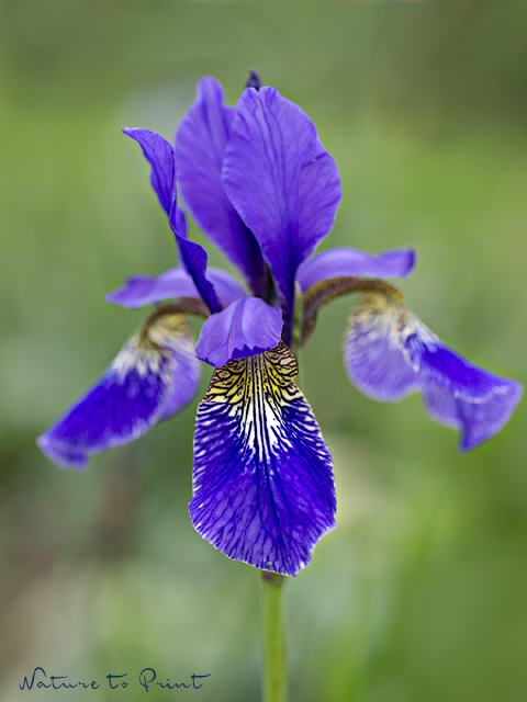 Blumenbild Sibirische Schwertlilie