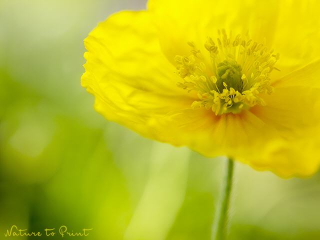 Blumenbild Little Miss Sunshine Poppy